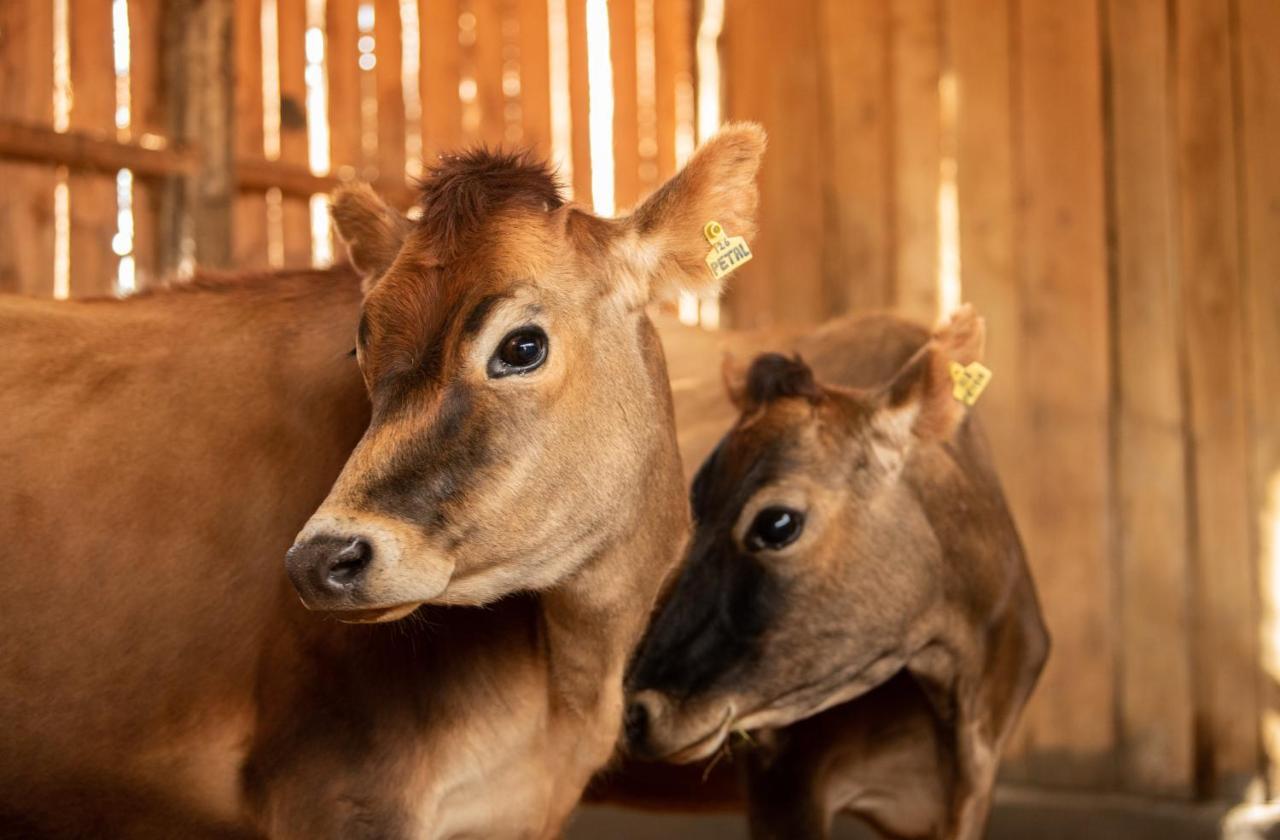 فيلا Olepangi Farm نانيوكي المظهر الخارجي الصورة
